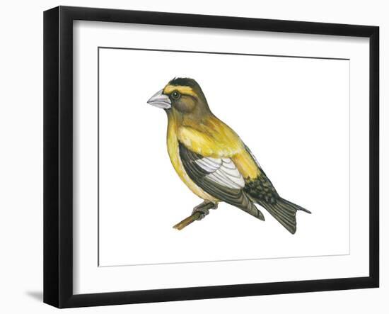 Evening Grosbeak (Coccothraustes Vespertinus), Birds-Encyclopaedia Britannica-Framed Art Print