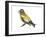 Evening Grosbeak (Coccothraustes Vespertinus), Birds-Encyclopaedia Britannica-Framed Art Print