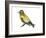 Evening Grosbeak (Coccothraustes Vespertinus), Birds-Encyclopaedia Britannica-Framed Art Print