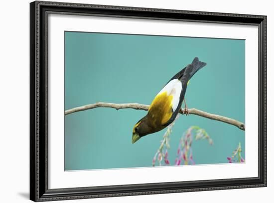 Evening Grosbeak Curiously Looking Around-Richard Wright-Framed Photographic Print