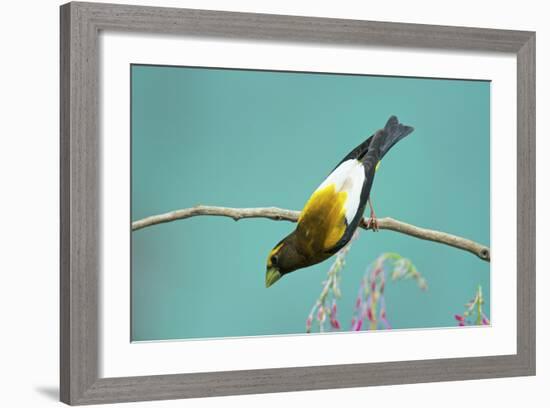 Evening Grosbeak Curiously Looking Around-Richard Wright-Framed Photographic Print