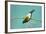 Evening Grosbeak Curiously Looking Around-Richard Wright-Framed Photographic Print