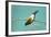 Evening Grosbeak Curiously Looking Around-Richard Wright-Framed Photographic Print