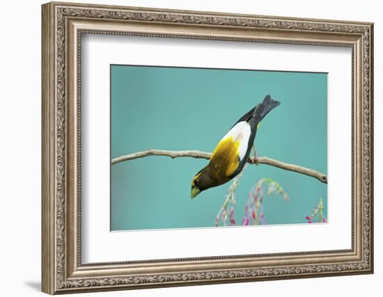 Evening Grosbeak Curiously Looking Around-Richard Wright-Framed Photographic Print