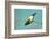 Evening Grosbeak Curiously Looking Around-Richard Wright-Framed Photographic Print