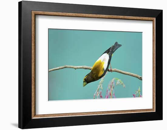 Evening Grosbeak Curiously Looking Around-Richard Wright-Framed Photographic Print