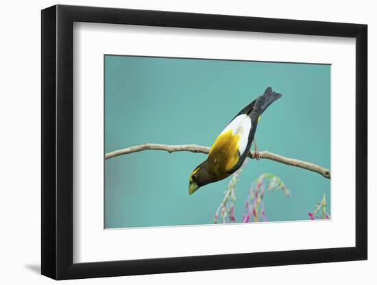 Evening Grosbeak Curiously Looking Around-Richard Wright-Framed Photographic Print