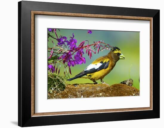 Evening Grosbeak Foraging on the Ground-Richard Wright-Framed Photographic Print