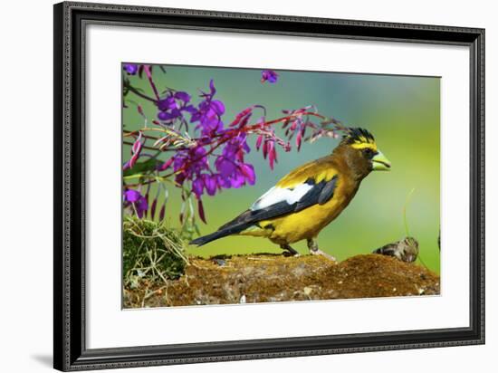 Evening Grosbeak Foraging on the Ground-Richard Wright-Framed Photographic Print