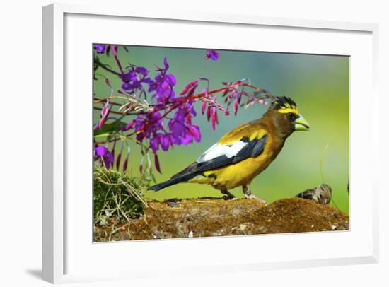 Evening Grosbeak Foraging on the Ground-Richard Wright-Framed Photographic Print