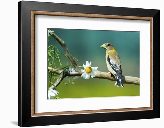 Evening Grosbeak Perched in a Tree-Richard Wright-Framed Photographic Print