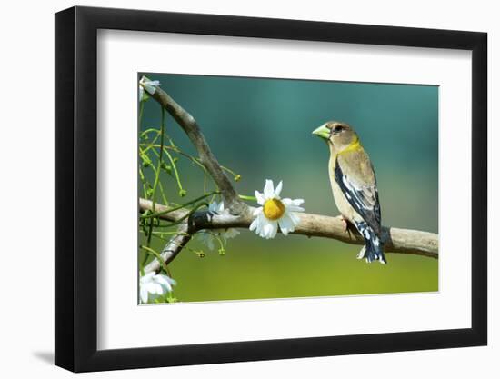 Evening Grosbeak Perched in a Tree-Richard Wright-Framed Photographic Print