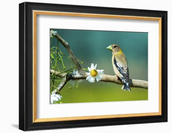 Evening Grosbeak Perched in a Tree-Richard Wright-Framed Photographic Print