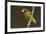 Evening grosbeak-Ken Archer-Framed Premium Photographic Print