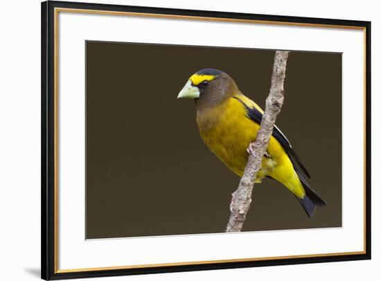 Evening grosbeak-Ken Archer-Framed Premium Photographic Print