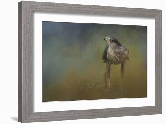 Evening Hawk-Jai Johnson-Framed Giclee Print