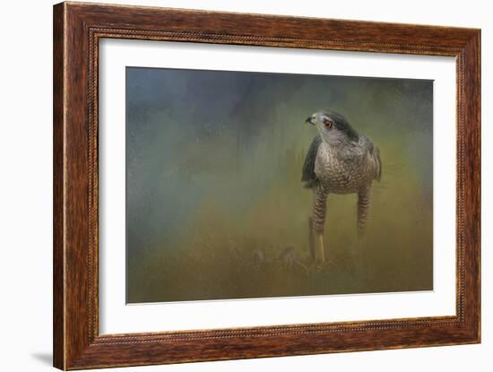 Evening Hawk-Jai Johnson-Framed Giclee Print