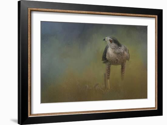 Evening Hawk-Jai Johnson-Framed Giclee Print