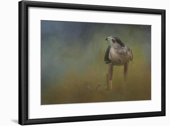 Evening Hawk-Jai Johnson-Framed Giclee Print