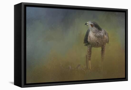 Evening Hawk-Jai Johnson-Framed Premier Image Canvas