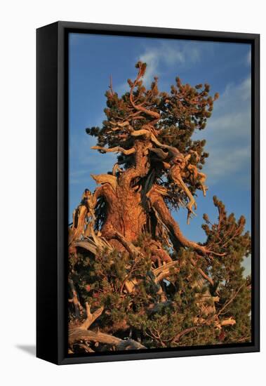 Evening Light on Weathered Whitebark Pine Tree-Steve Terrill-Framed Premier Image Canvas