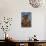 Evening Light on Weathered Whitebark Pine Tree-Steve Terrill-Photographic Print displayed on a wall