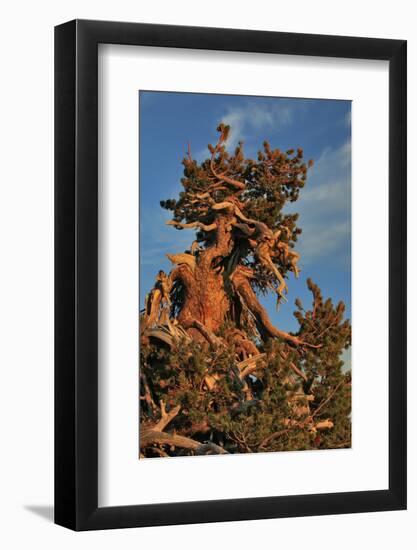 Evening Light on Weathered Whitebark Pine Tree-Steve Terrill-Framed Photographic Print