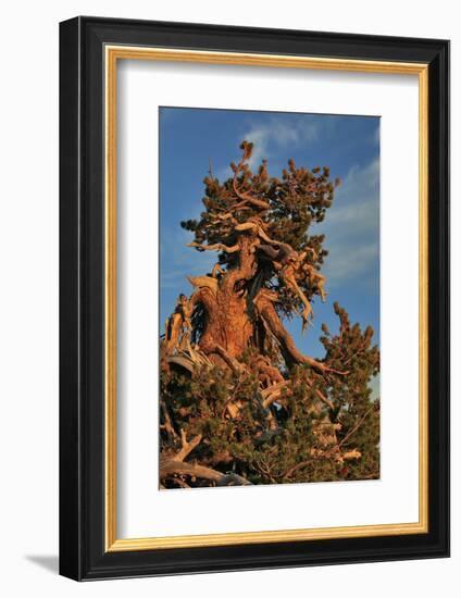 Evening Light on Weathered Whitebark Pine Tree-Steve Terrill-Framed Photographic Print