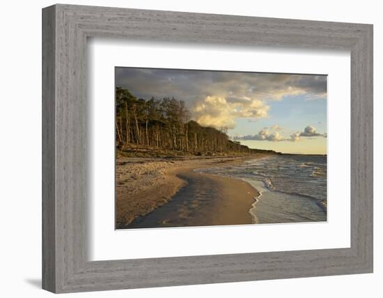 Evening Light over the Western Beach of Darss Peninsula-Uwe Steffens-Framed Photographic Print