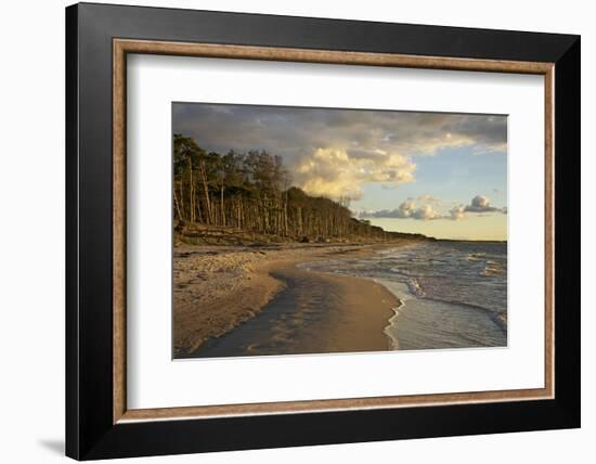 Evening Light over the Western Beach of Darss Peninsula-Uwe Steffens-Framed Photographic Print