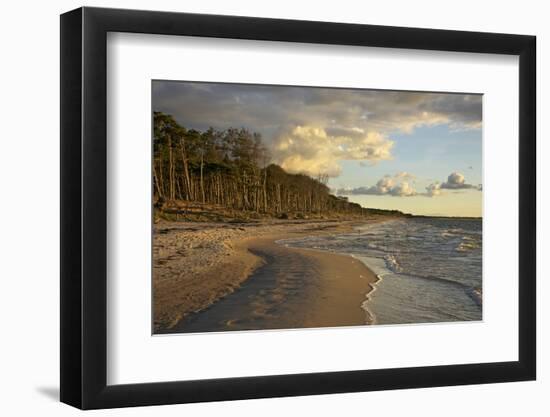Evening Light over the Western Beach of Darss Peninsula-Uwe Steffens-Framed Photographic Print