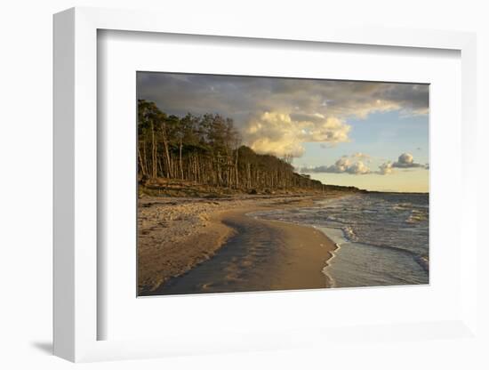 Evening Light over the Western Beach of Darss Peninsula-Uwe Steffens-Framed Photographic Print