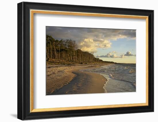 Evening Light over the Western Beach of Darss Peninsula-Uwe Steffens-Framed Photographic Print