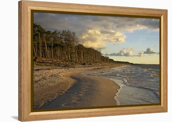 Evening Light over the Western Beach of Darss Peninsula-Uwe Steffens-Framed Premier Image Canvas