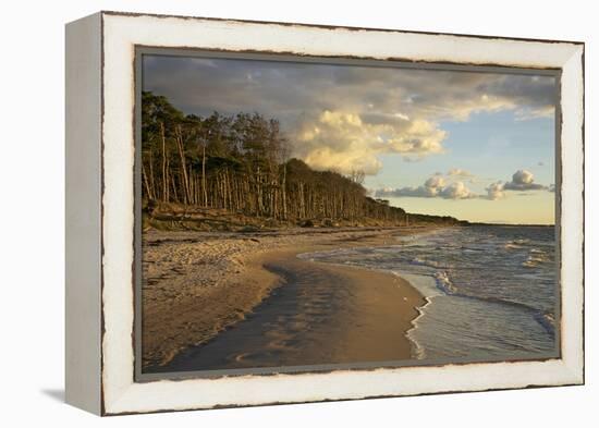 Evening Light over the Western Beach of Darss Peninsula-Uwe Steffens-Framed Premier Image Canvas