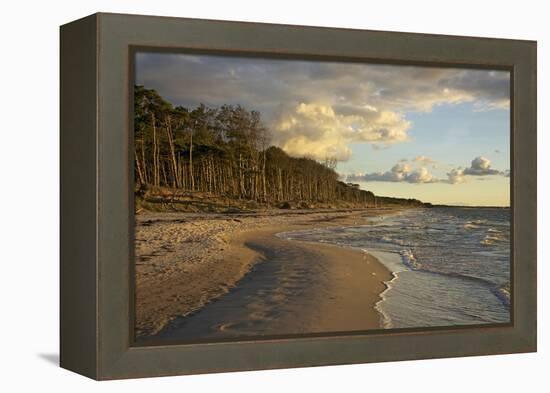 Evening Light over the Western Beach of Darss Peninsula-Uwe Steffens-Framed Premier Image Canvas