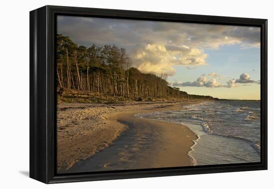 Evening Light over the Western Beach of Darss Peninsula-Uwe Steffens-Framed Premier Image Canvas