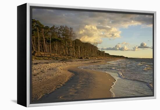 Evening Light over the Western Beach of Darss Peninsula-Uwe Steffens-Framed Premier Image Canvas