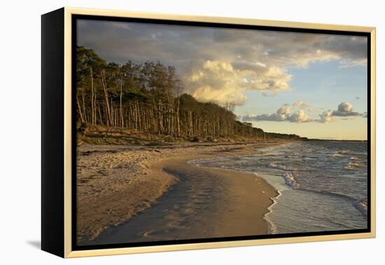 Evening Light over the Western Beach of Darss Peninsula-Uwe Steffens-Framed Premier Image Canvas