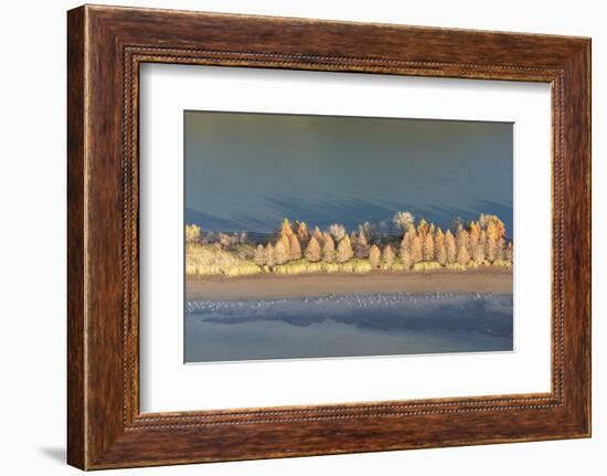 Evening light Tennessee River, Hiwassee Wildlife Refuge. Sandhill Cranes feed along exposed edges.-Trish Drury-Framed Photographic Print