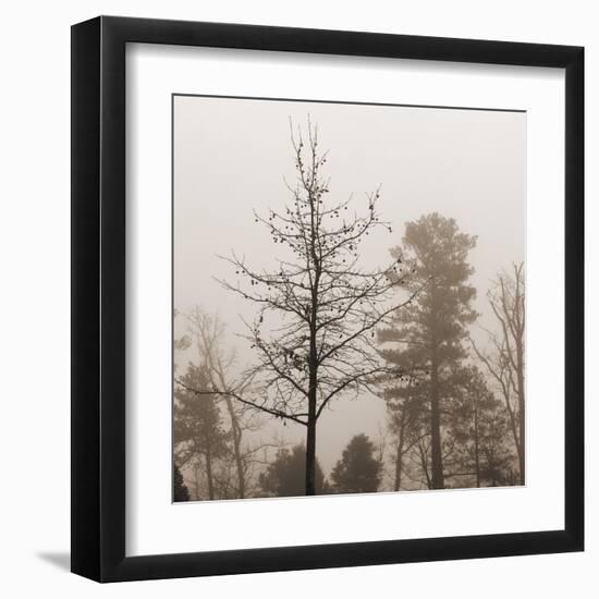 Evening Mist 1 Detail-Marlana Semenza-Framed Art Print