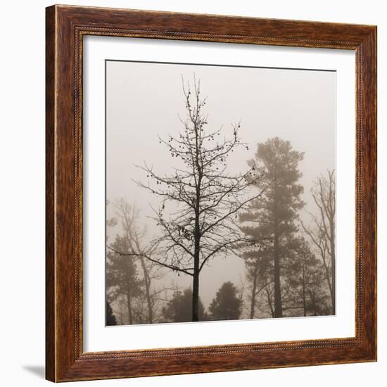 Evening Mist 1 Detail-Marlana Semenza-Framed Art Print