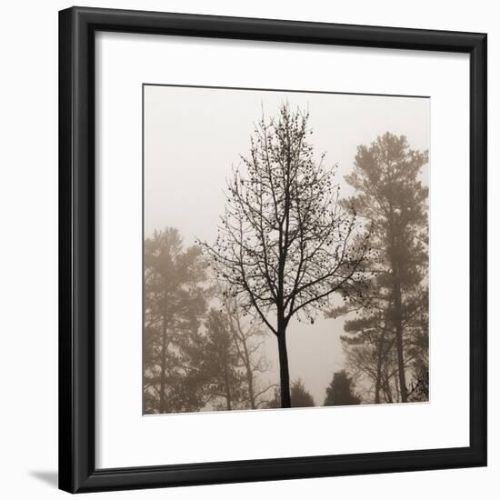 Evening Mist 2 Detail-Marlana Semenza-Framed Art Print