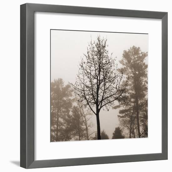 Evening Mist 2 Detail-Marlana Semenza-Framed Art Print