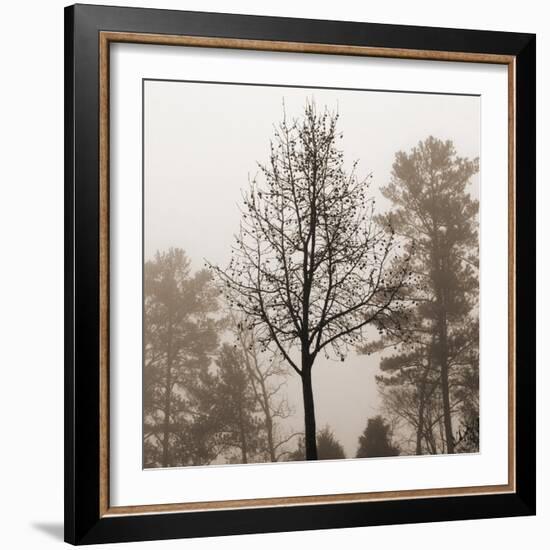 Evening Mist 2 Detail-Marlana Semenza-Framed Art Print