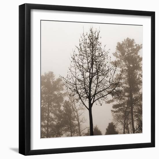 Evening Mist 2 Detail-Marlana Semenza-Framed Art Print