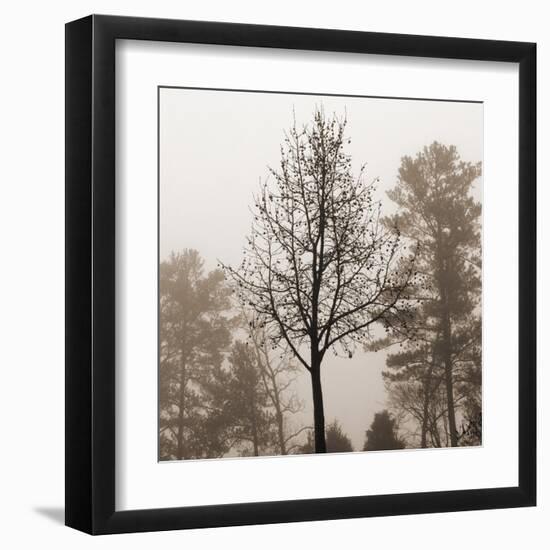 Evening Mist 2 Detail-Marlana Semenza-Framed Art Print