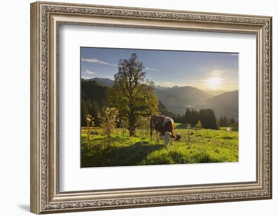 Evening Mood at the KitzbŸheler Horn, Cows, Tyrol, Austria-Rainer Mirau-Framed Photographic Print