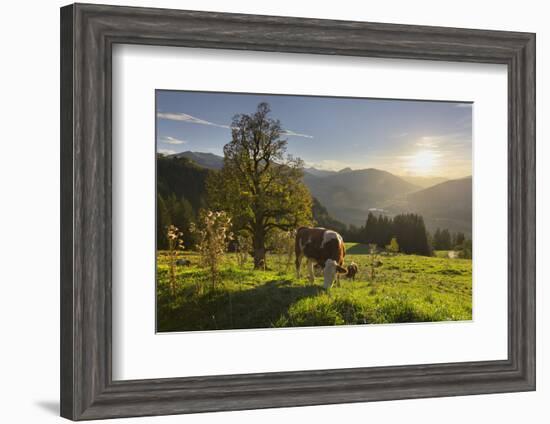 Evening Mood at the KitzbŸheler Horn, Cows, Tyrol, Austria-Rainer Mirau-Framed Photographic Print