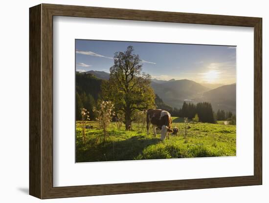 Evening Mood at the KitzbŸheler Horn, Cows, Tyrol, Austria-Rainer Mirau-Framed Photographic Print